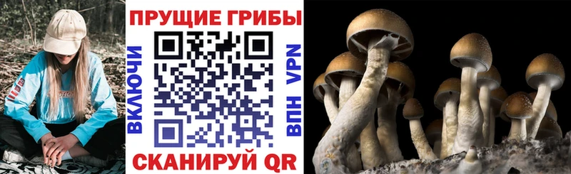 Галлюциногенные грибы Psilocybe Урай